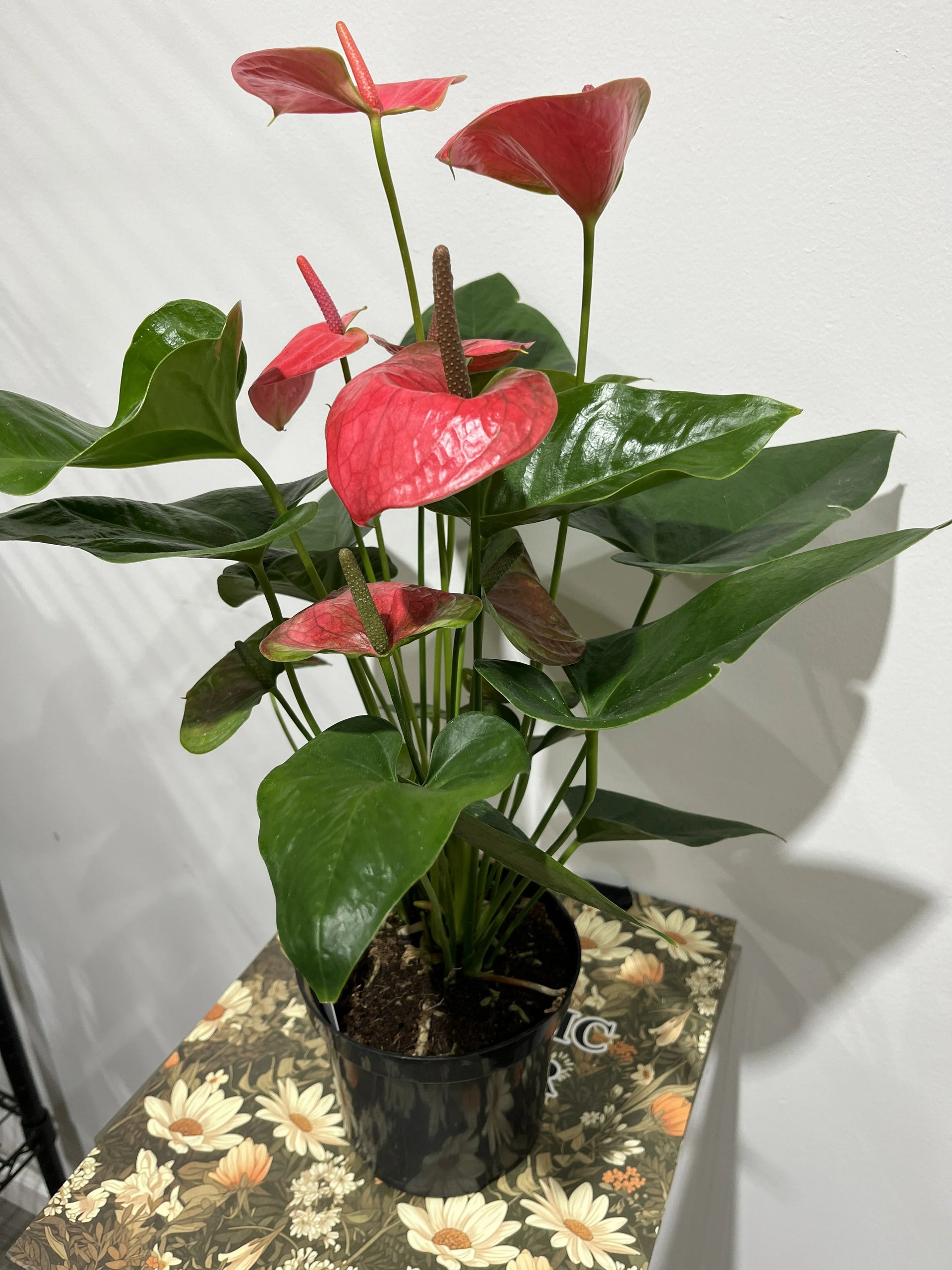 anthurium nyc Red Anthurium Bloom – Tropical Indoor Plant Delivery NYC