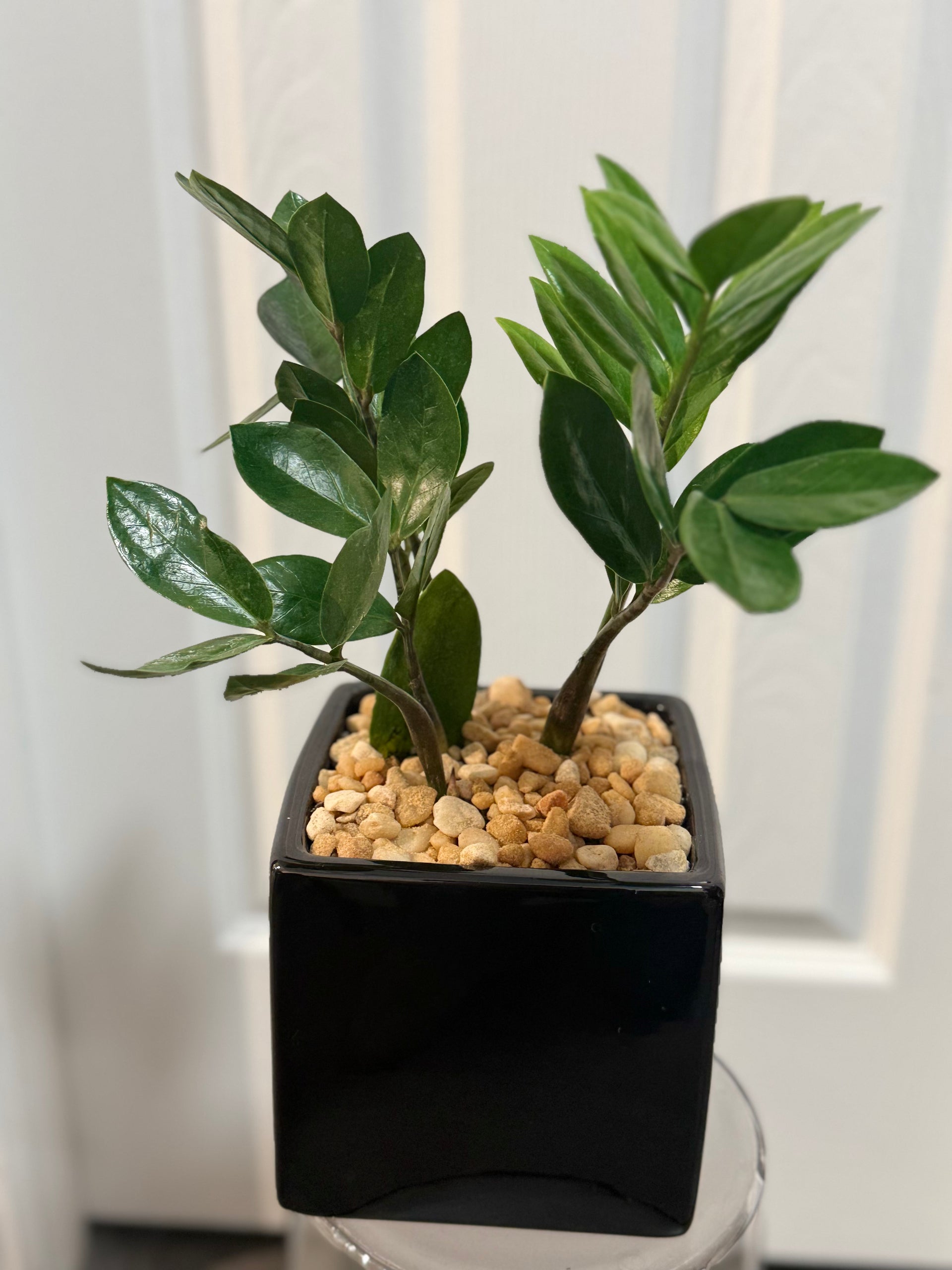 zz plant delivery ZZ Plant – Low-Maintenance Indoor Plant Delivery NYC